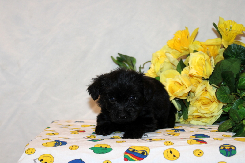 puppy, for, sale, Shorkie-Poo, Matthew B. Stoltzfus, dog, breeder, Gap, PA, dog-breeder, puppy-for-sale, forsale, nearby, find, puppyfind, locator, puppylocator, aca